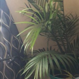 Meet your Posher, Aina